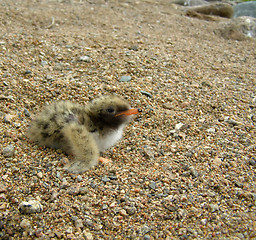 Image showing sea-swallow  baby bird