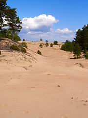 Image showing pines and sand