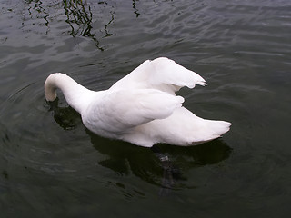 Image showing Swan