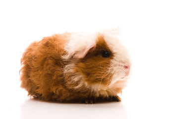 Image showing baby guinea pig