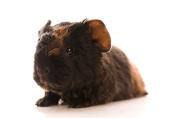 Image showing baby guinea pig