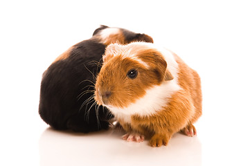 Image showing baby guinea pigs