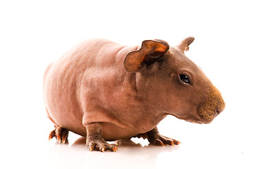 Image showing skinny guinea pig