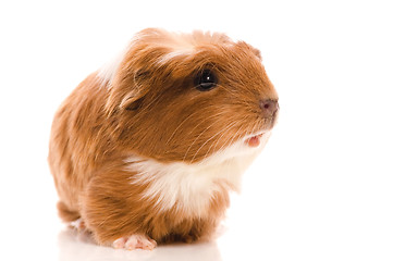 Image showing baby guinea pig