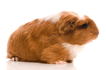 Image showing baby guinea pig