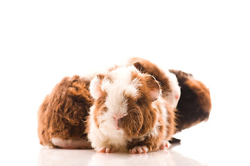 Image showing baby guinea pigs