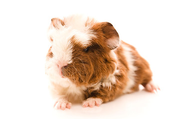 Image showing baby guinea pig