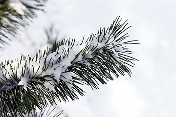 Image showing Pine branch in the cold season