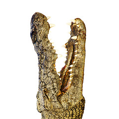 Image showing Crocodile with sharp teeth 