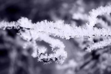 Image showing Frozen snow on a branch