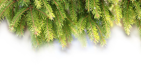 Image showing Decorations of pine branches