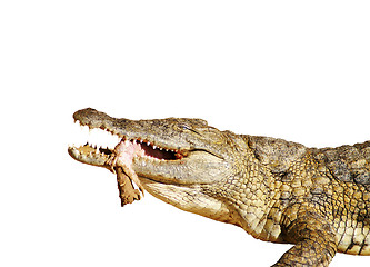 Image showing Crocodile eating 