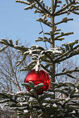 Image showing Fir with red Christmas bauble