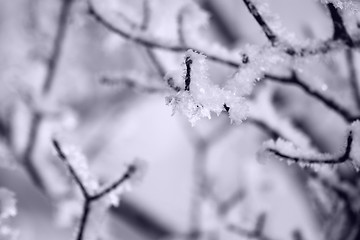 Image showing Ice crystals on the tree