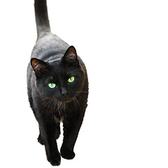 Image showing Black Cat 