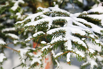 Image showing Snow on pine branch