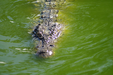 Image showing Alligator