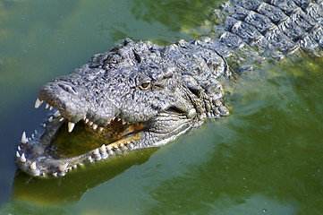 Image showing Nil Alligator