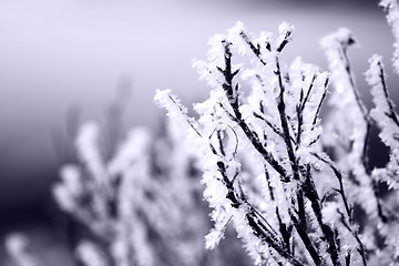 Image showing Cold Season