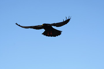 Image showing A black crow