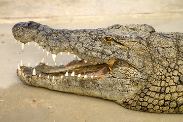 Image showing The mouth of a crocodile 