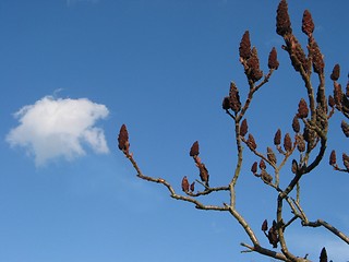 Image showing Cloud and branch at springtime.