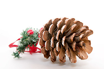 Image showing Pine Cone
