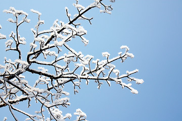 Image showing Beautiful weather in the winter