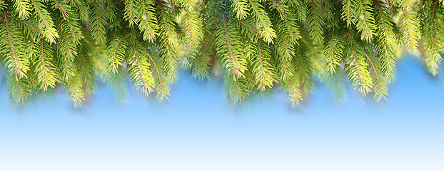 Image showing fir branches