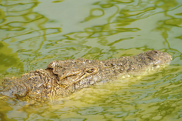 Image showing Crocodile hunting 