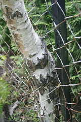 Image showing Poplar Tree Growing Through Fence