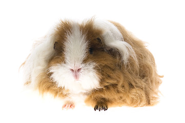 Image showing baby guinea pig