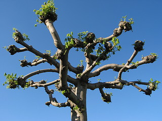 Image showing Pollarded chestnut tree at springtime.