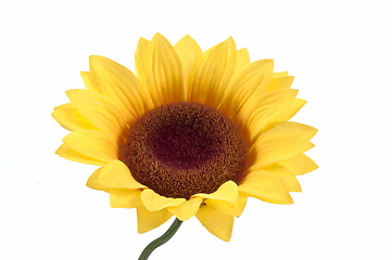 Image showing Sunflower