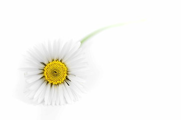 Image showing White daisy