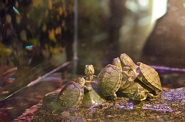 Image showing turtles