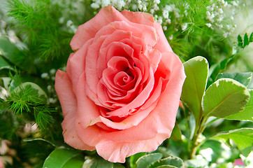 Image showing rose flower