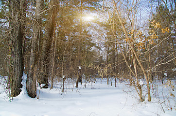 Image showing Winter Forest