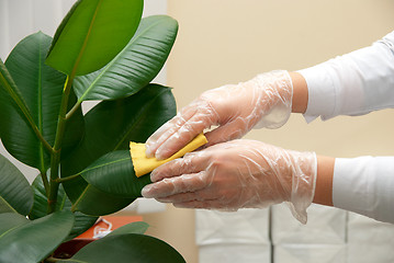 Image showing cleaning ficus