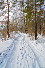 Image showing road in the winter forest