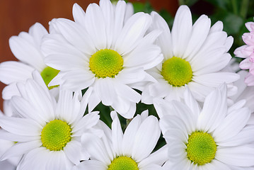 Image showing chrysanthemum