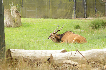 Image showing Eland in zoo