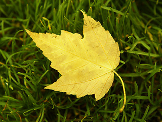 Image showing Leaf on grass