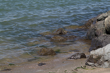 Image showing Beach