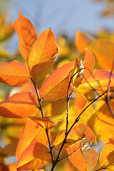 Image showing Autumn leaves