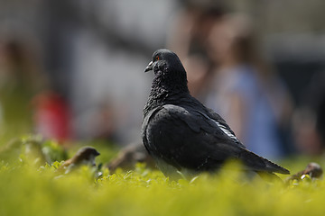 Image showing Pigeon