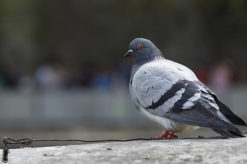 Image showing Pigeon