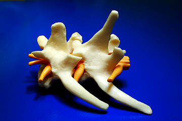 Image showing dog spine bones