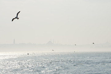 Image showing Seagulls over the Bosphorus