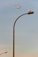 Image showing Street lamps with seagulls